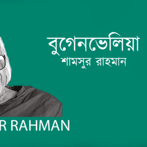 Bugenvelia বুগেনভেলিয়া